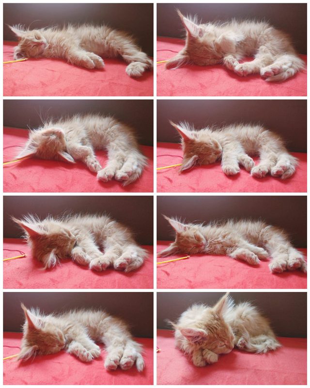 Maine Coon kitten sleeping