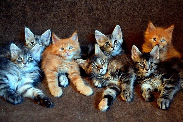 Maine Coon kittens