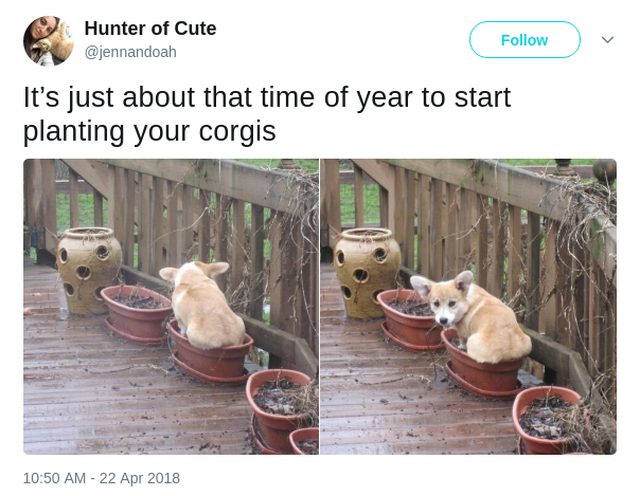 Corgi sitting in flower pot.
