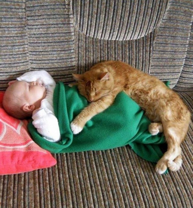 Cat and baby cuddling.