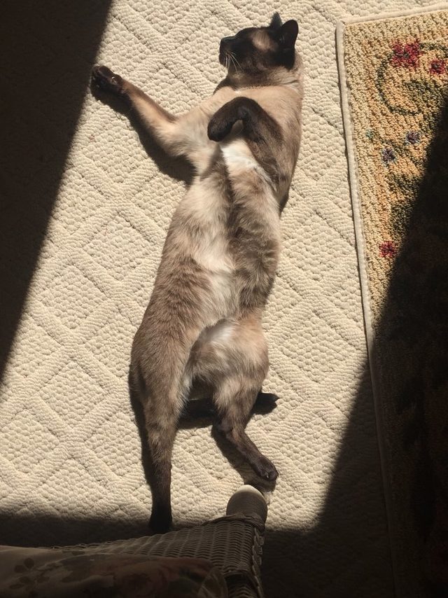 16 cats auditioning to be the cover model for Agatha Christie