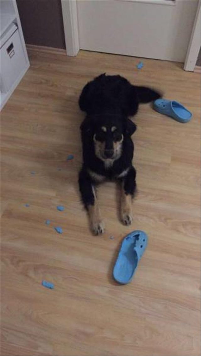 Dog ate Crocs