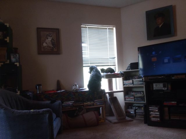 Dog and cat looking out a window together.