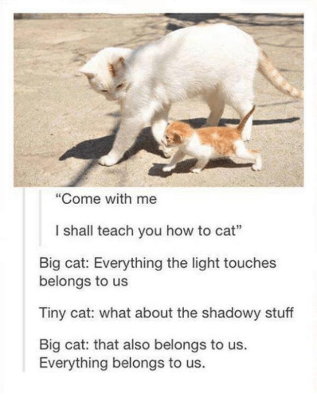 Cat walking with kitten.