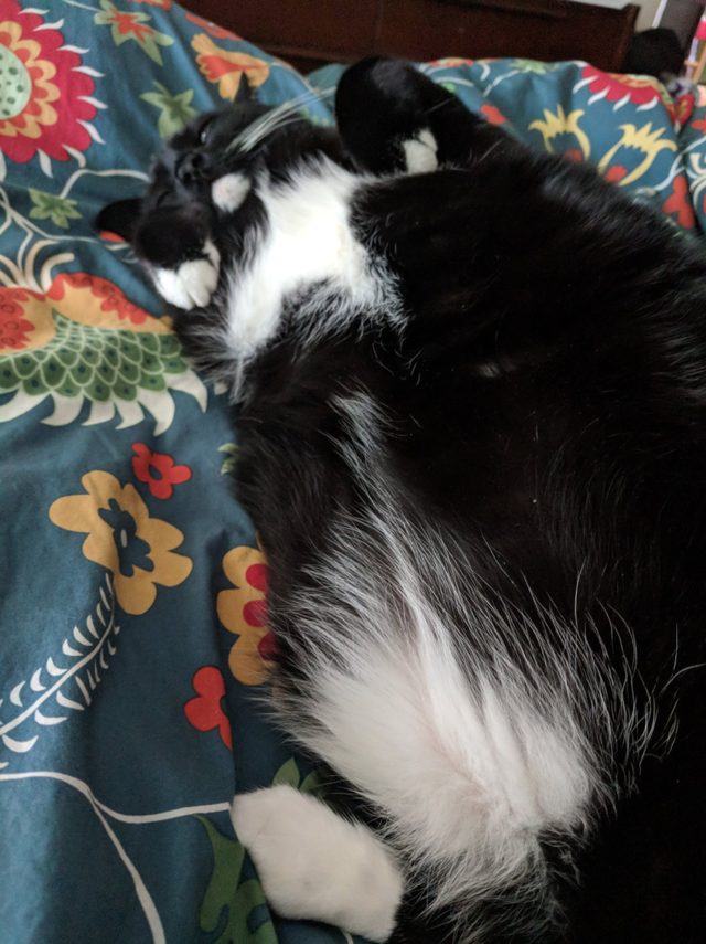 16 cats auditioning to be the cover model for Agatha Christie