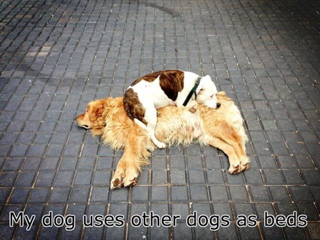 Dog laying on top of other dog.