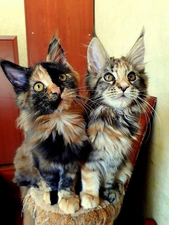 Two Maine Coon kittens