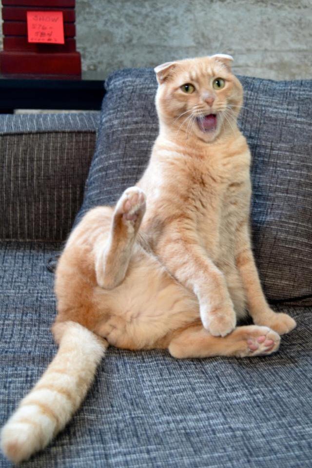Silly cat poses guaranteed to make you LOL