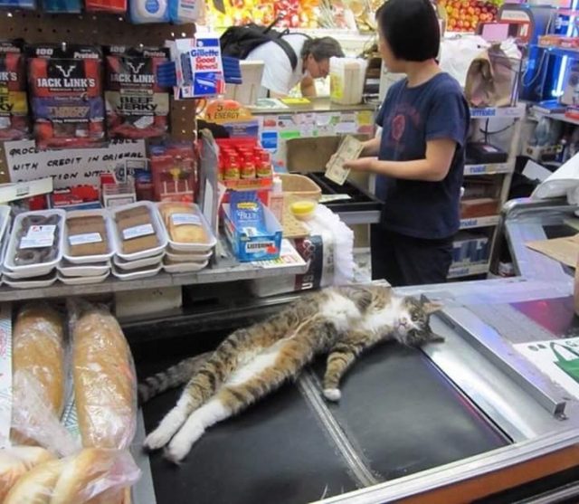 lazy bodega cat