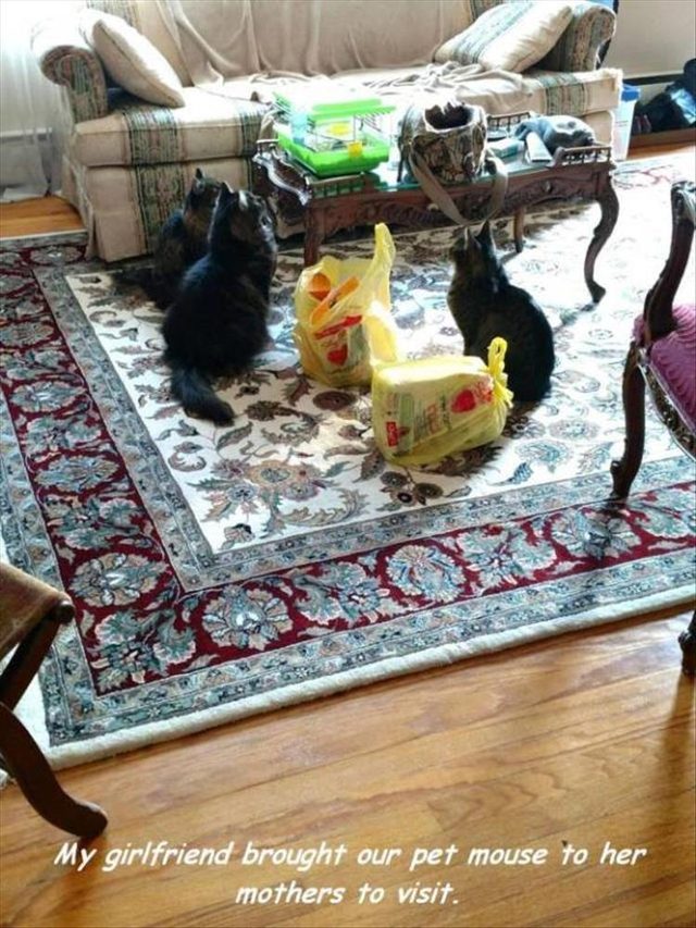 Three cats looking at a mouse in a cage