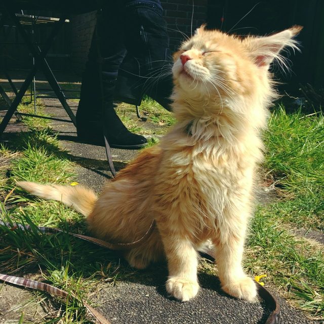 Maine Coon kitten sitting in the sunshine