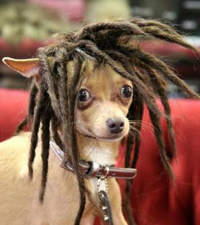 Chihuahua with dreads