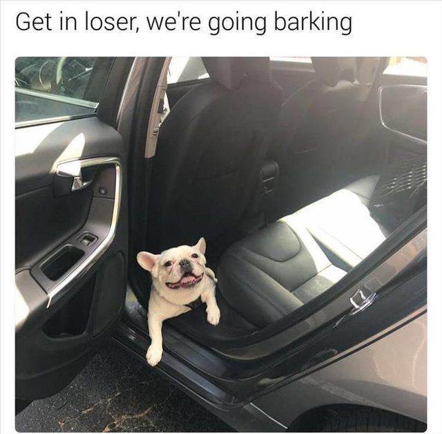 Dog in a car