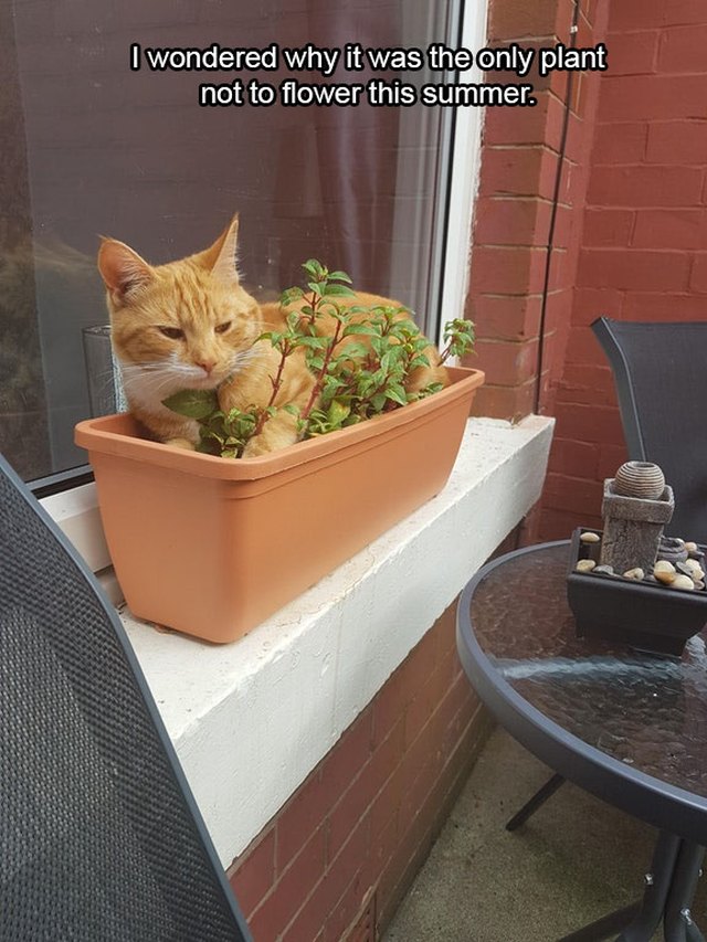 Cat sitting on potted plant.