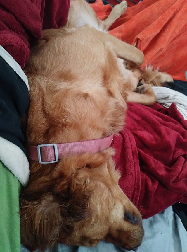 Big pup sleeping on his person