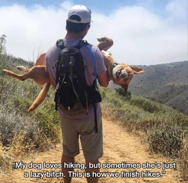 Dog getting carried on a hike and smiling