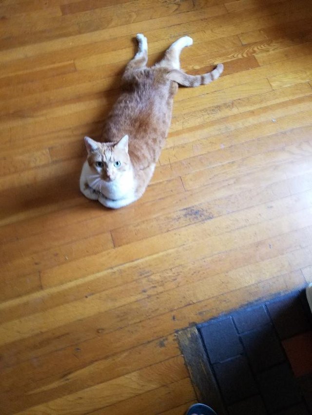 Silly cat poses guaranteed to make you LOL