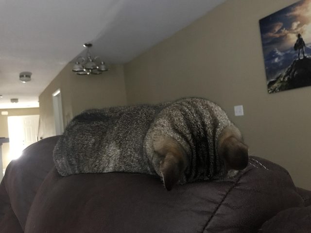 Cat sleeping face down.