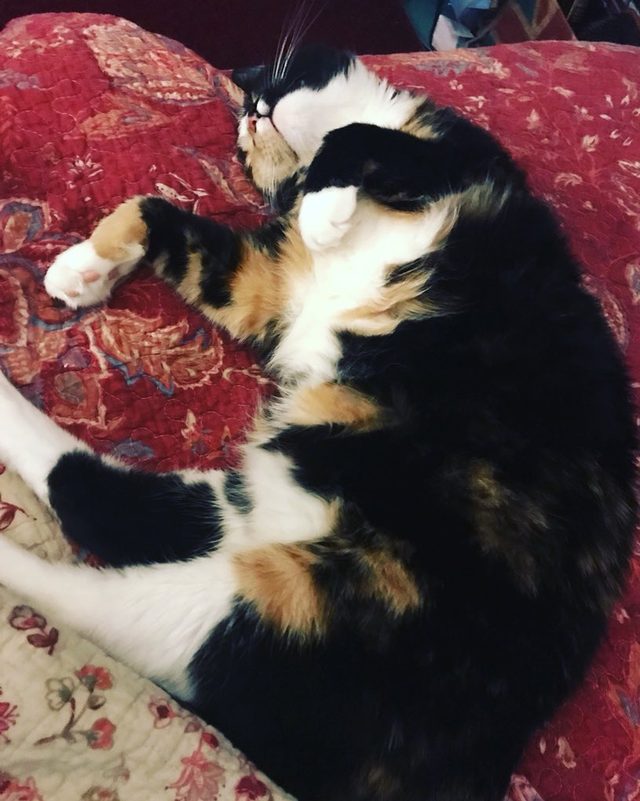 16 cats auditioning to be the cover model for Agatha Christie