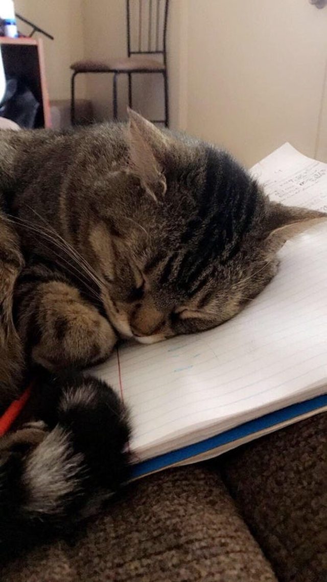 Cat sleeping on notebook.
