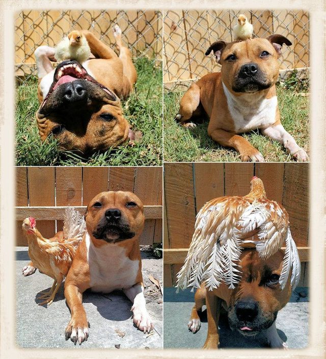 Side by side photos of young dog and chick and adult dog and hen.