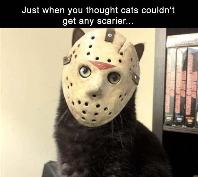 Cat in Jason mask