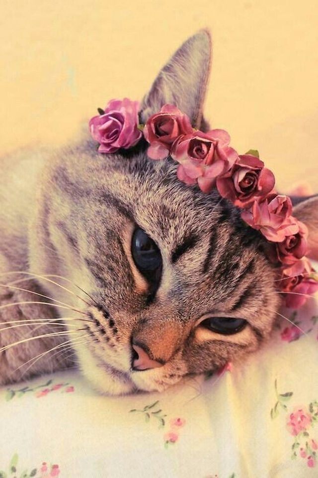 Cat wearing a flower crown.