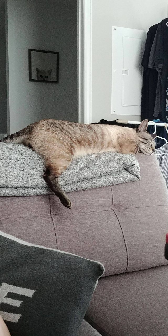Cat sleeping on back of couch with back legs splayed and front legs tucked under her.