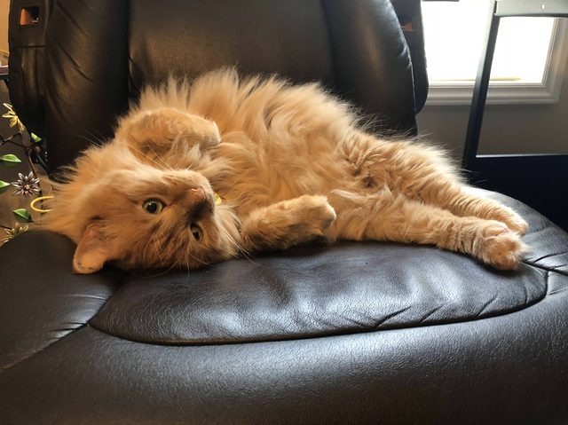 Beautiful ginger cat