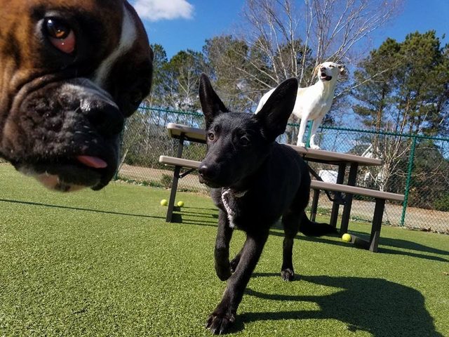 Dog photobombing picture of dog.