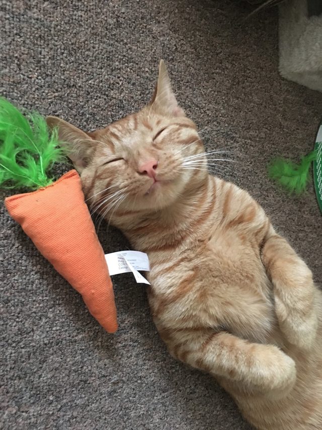 16 cats auditioning to be the cover model for Agatha Christie