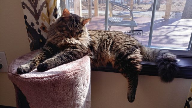 Cat sunbathing