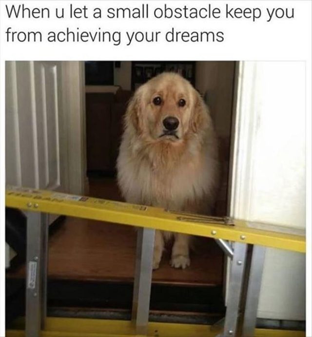 Dog looking sad because there is something in his way