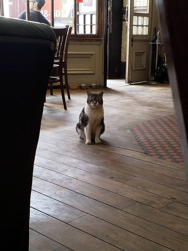 Cat sitting on floor of pub.