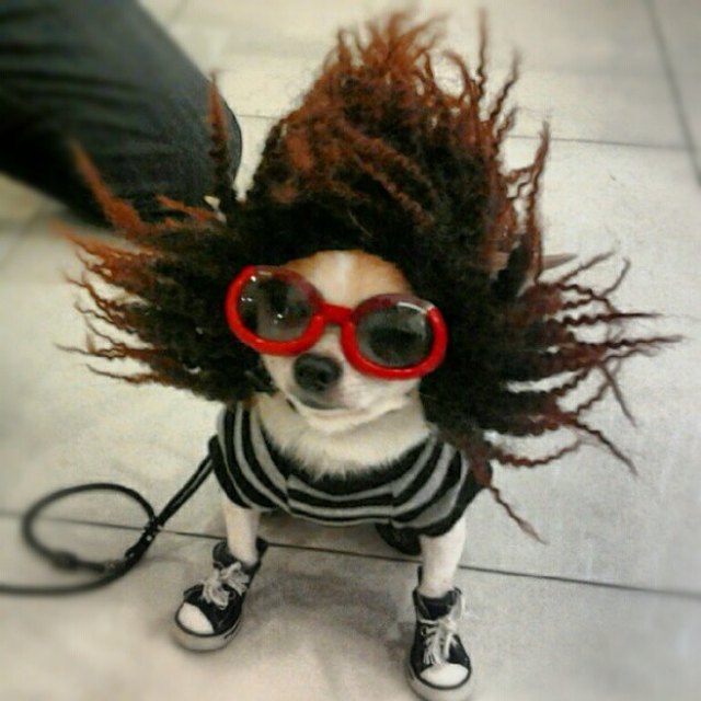 Chihuahua dressed up pretty cool