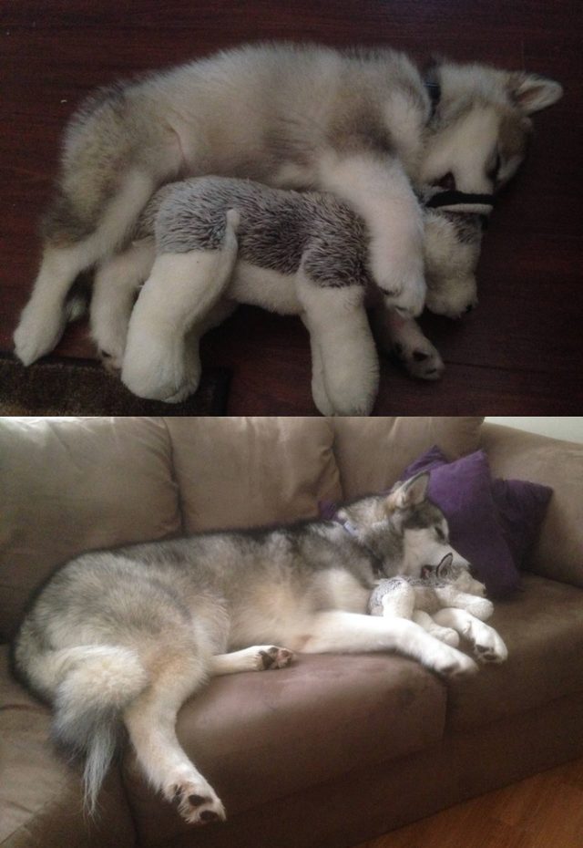 Side by side photos of dog with stuffed animal as a puppy and as an adult.