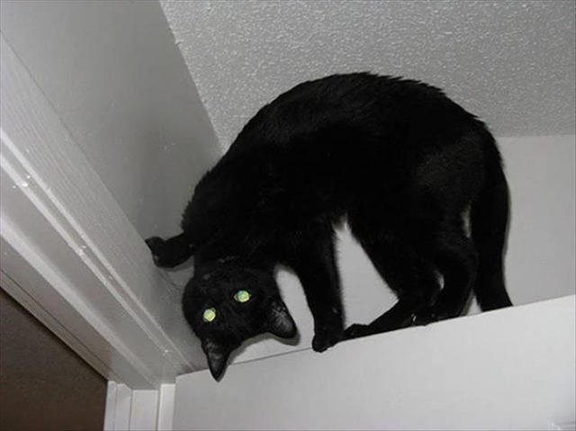 Black cat on top of a door and his head is backwards?!