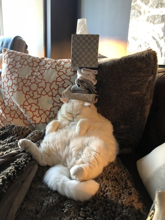 24 delightfully chubby cats
