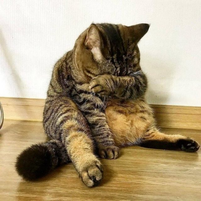 Big cat covering his face with his arm