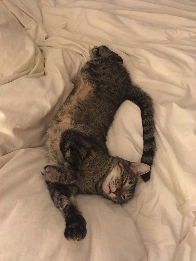 16 cats auditioning to be the cover model for Agatha Christie