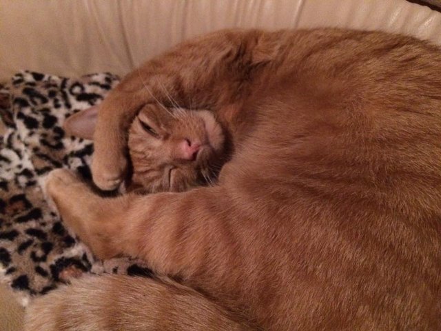 Silly cat poses guaranteed to make you LOL