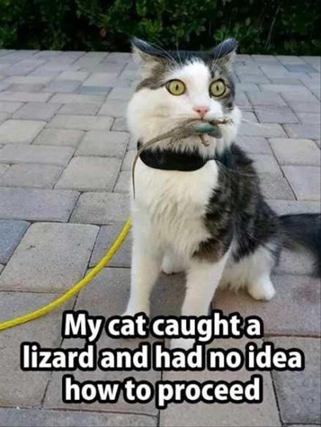 Cat surprised it caught a lizard