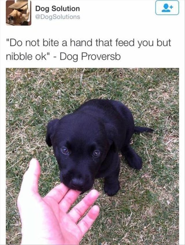 Cute puppy nibbling on fingers.