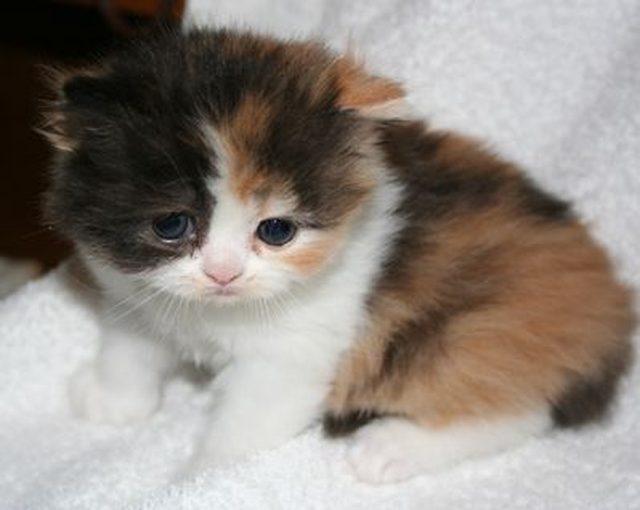 Calico kitten looking sad