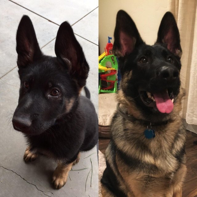 Side-by-side photos of dog as a puppy and an adult.