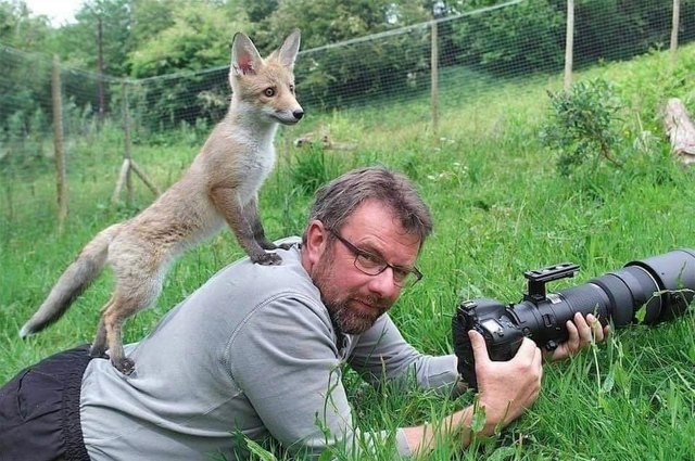 Animals interrupting wildlife photographers is our new favorite thing