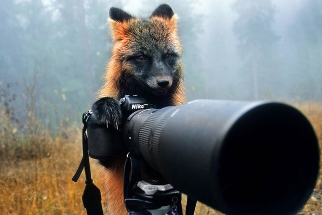 Animals interrupting wildlife photographers is our new favorite thing