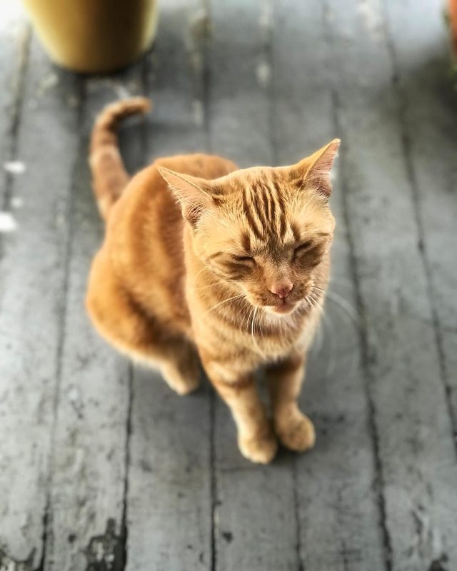 female orange tabby cat facebook cover photo