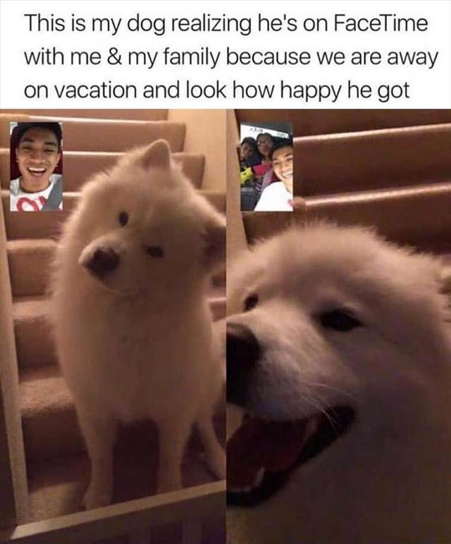 Happy dog facetiming with his family