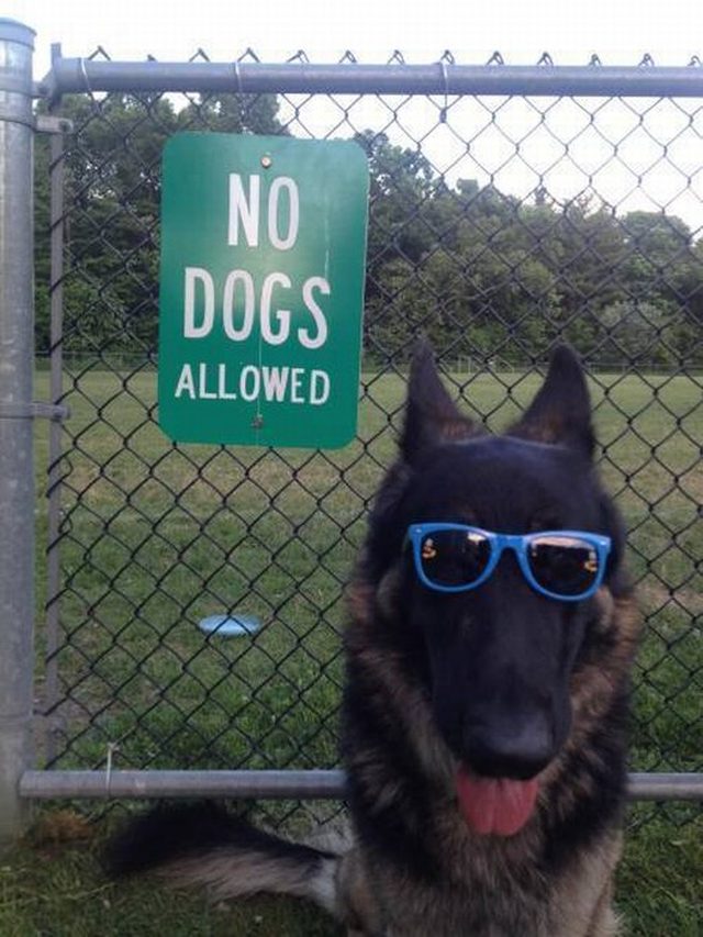 Cool dog in sunglasses standing my a sign that says "No dogs"